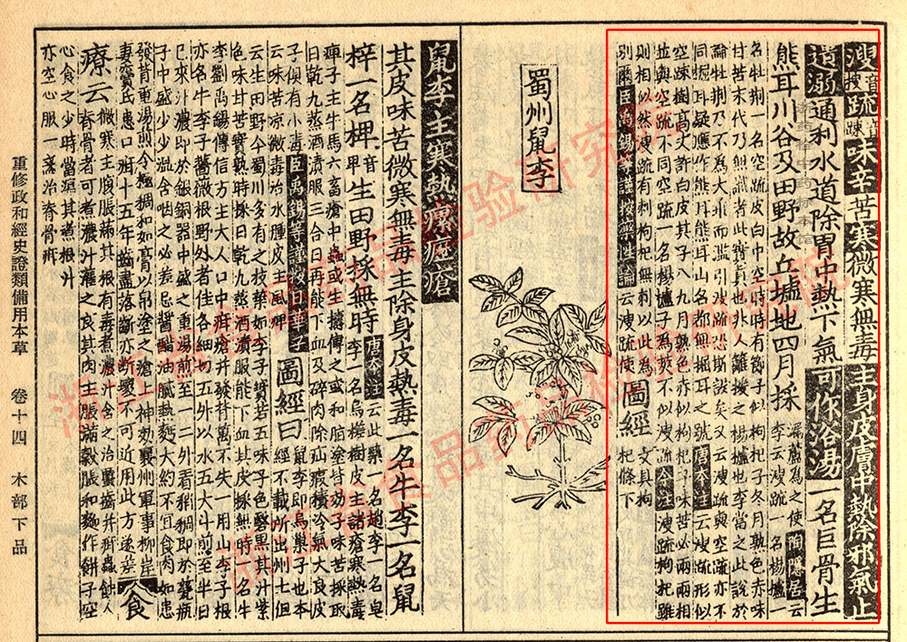 益智 宋 《证类本草》 资料图