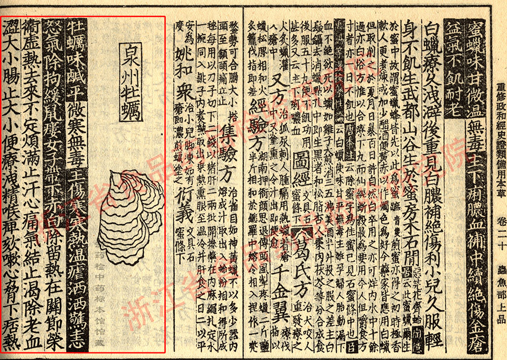 牡蛎 宋 《证类本草》 资料图