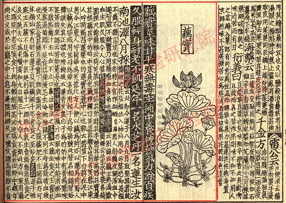 莲子 宋 《证类本草》 资料图