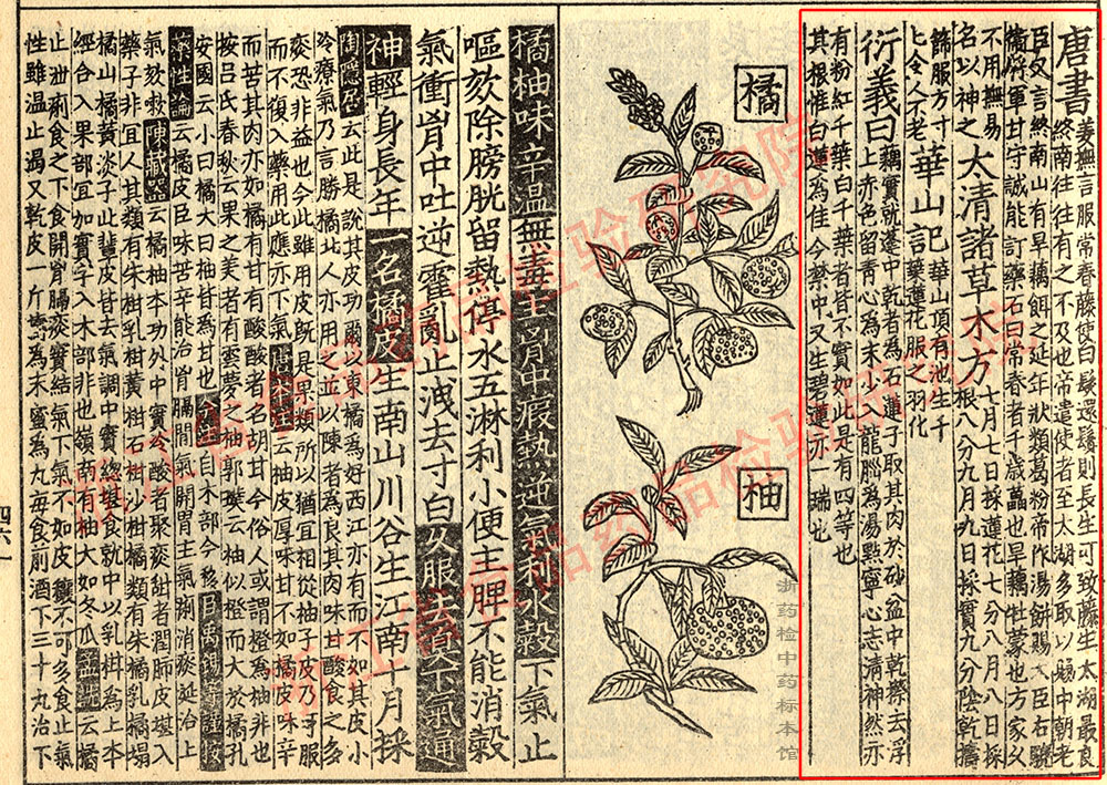 莲子 宋 《证类本草》 资料图
