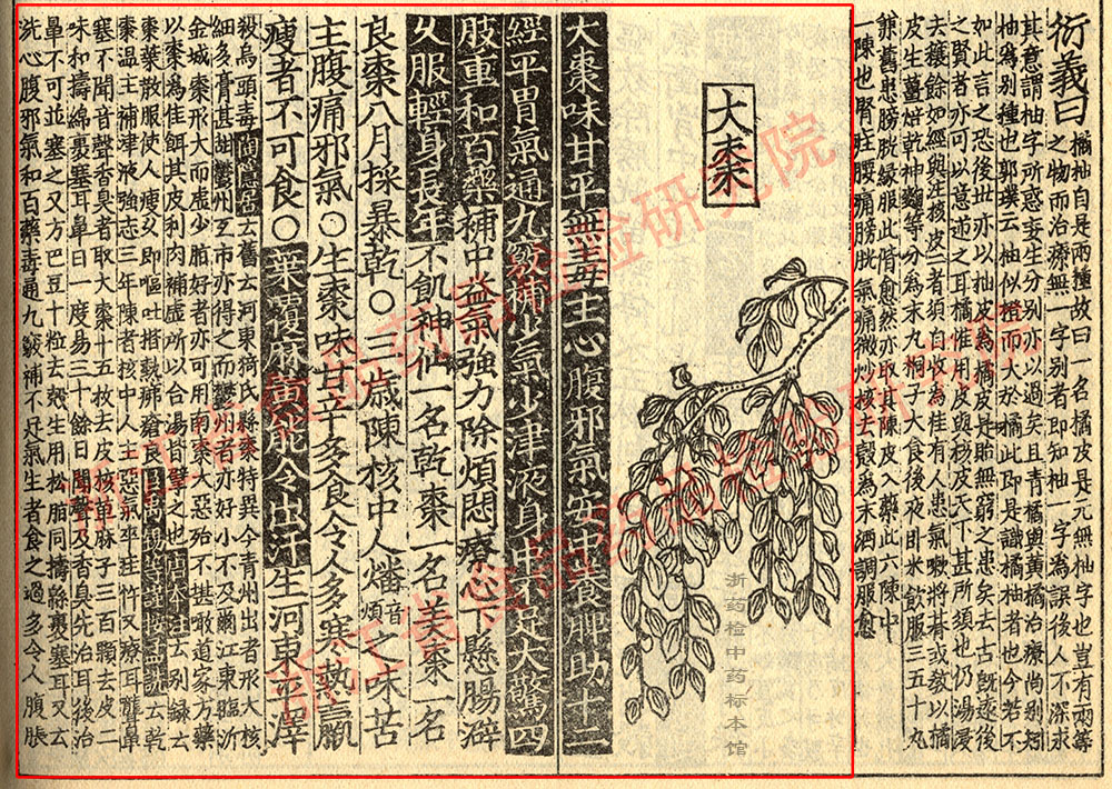 大枣 宋 《证类本草》 资料图