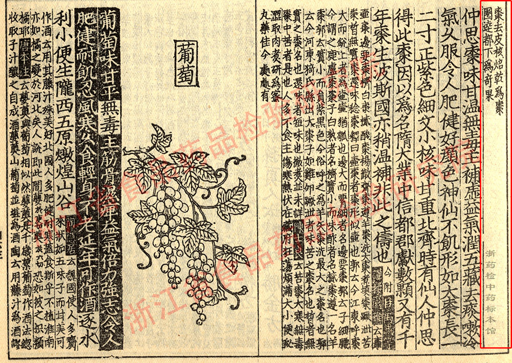 大枣 宋 《证类本草》 资料图