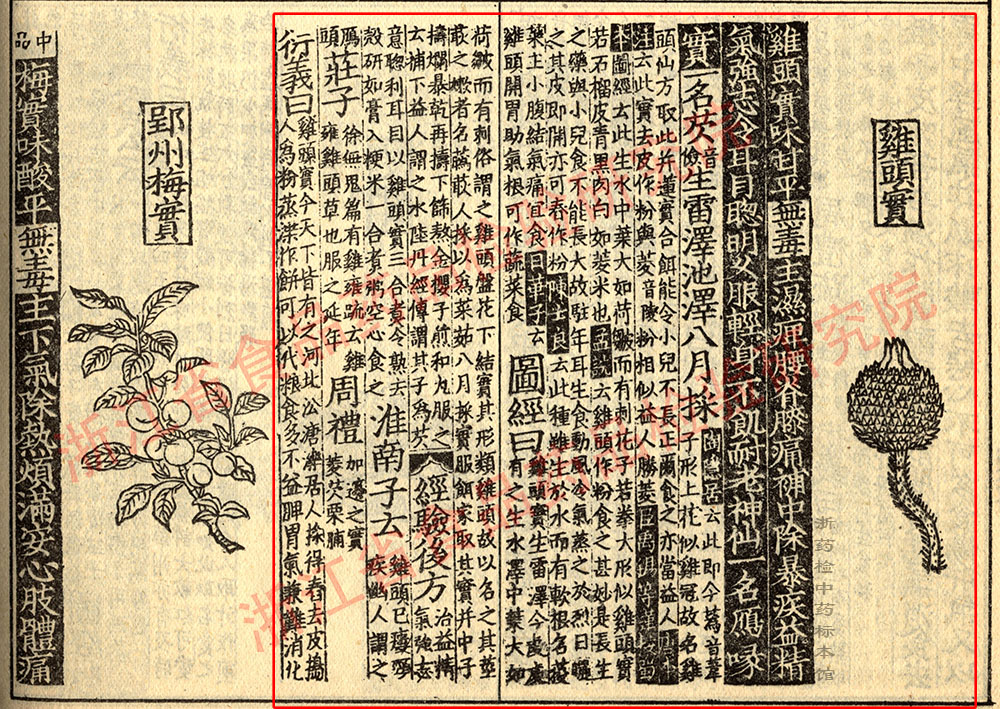 芡实 宋 《证类本草》 资料图