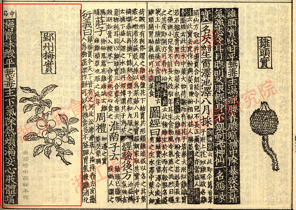 乌梅 宋-《证类本草》 资料图