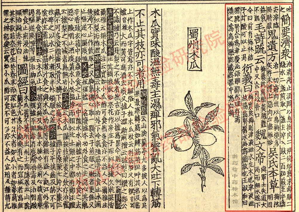 乌梅 宋-《证类本草》 资料图