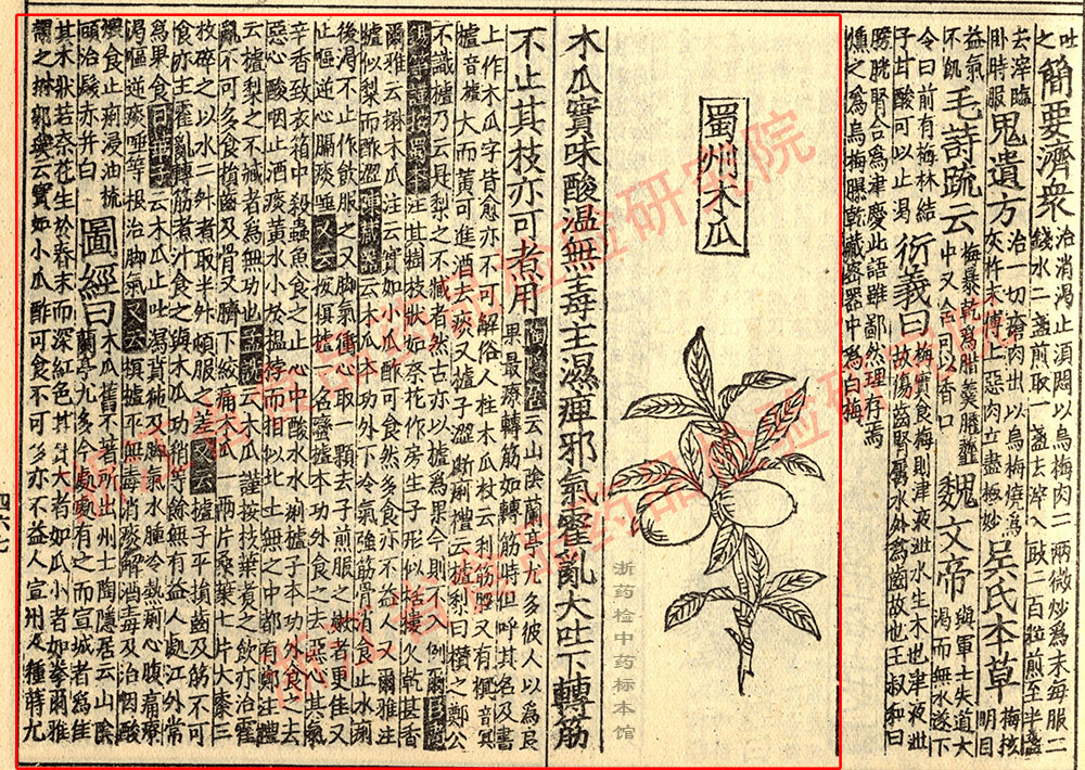 木瓜 宋 《证类本草》 资料图