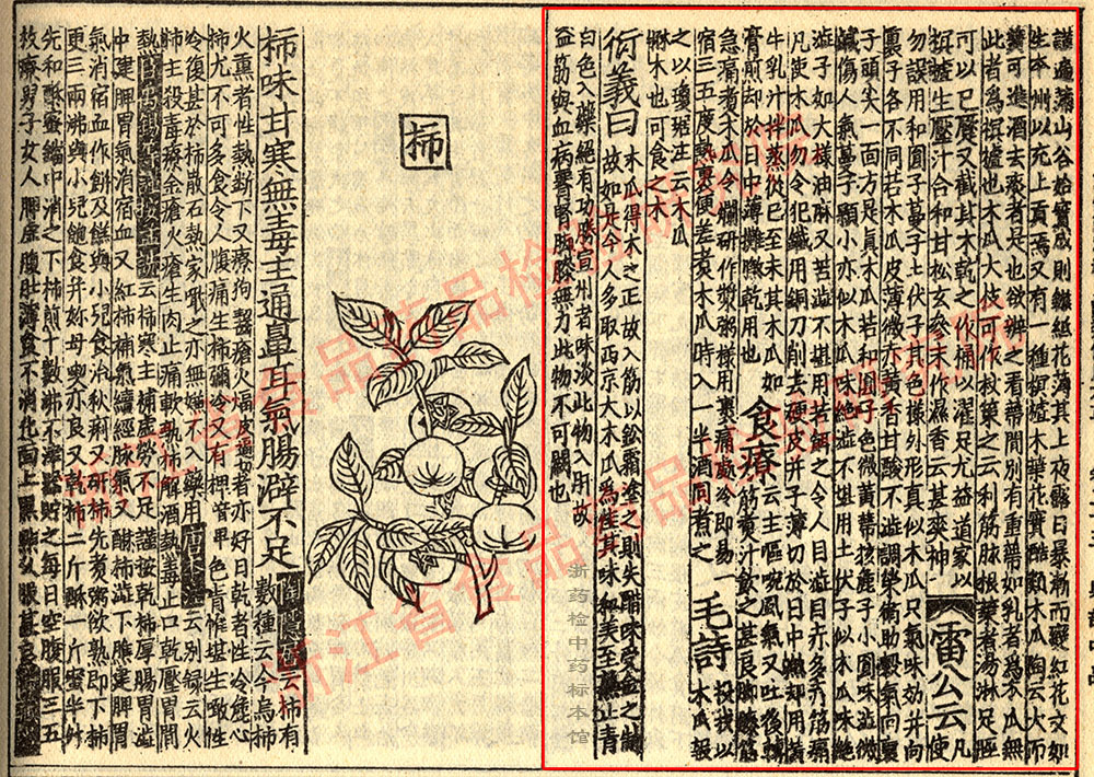 木瓜 宋 《证类本草》 资料图