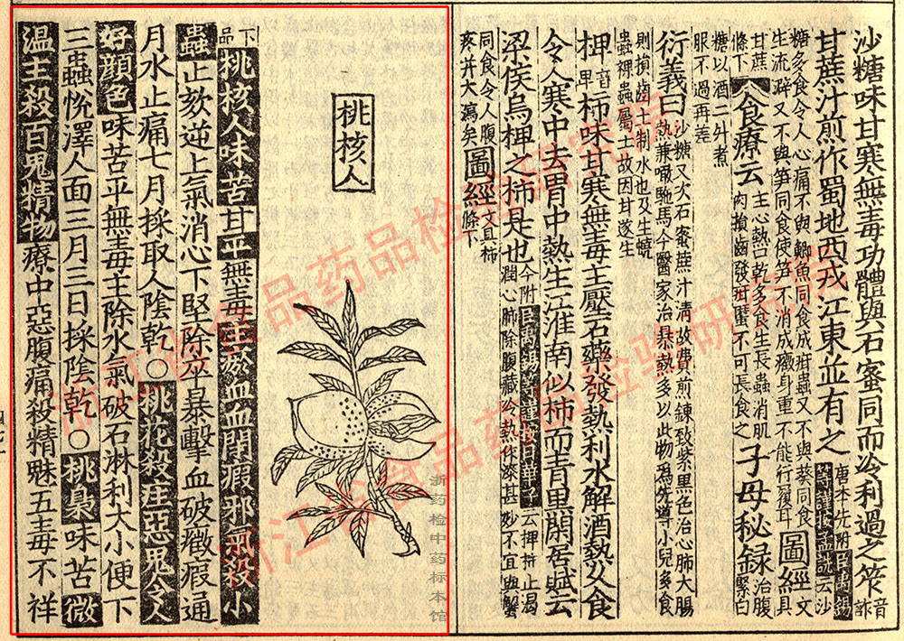 桃仁 宋 《证类本草》 资料图
