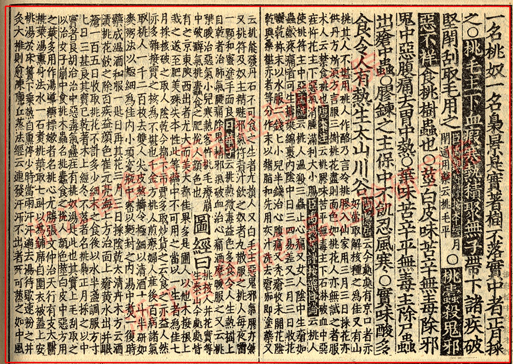 桃仁 宋 《证类本草》 资料图