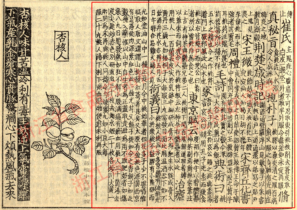 桃仁 宋 《证类本草》 资料图