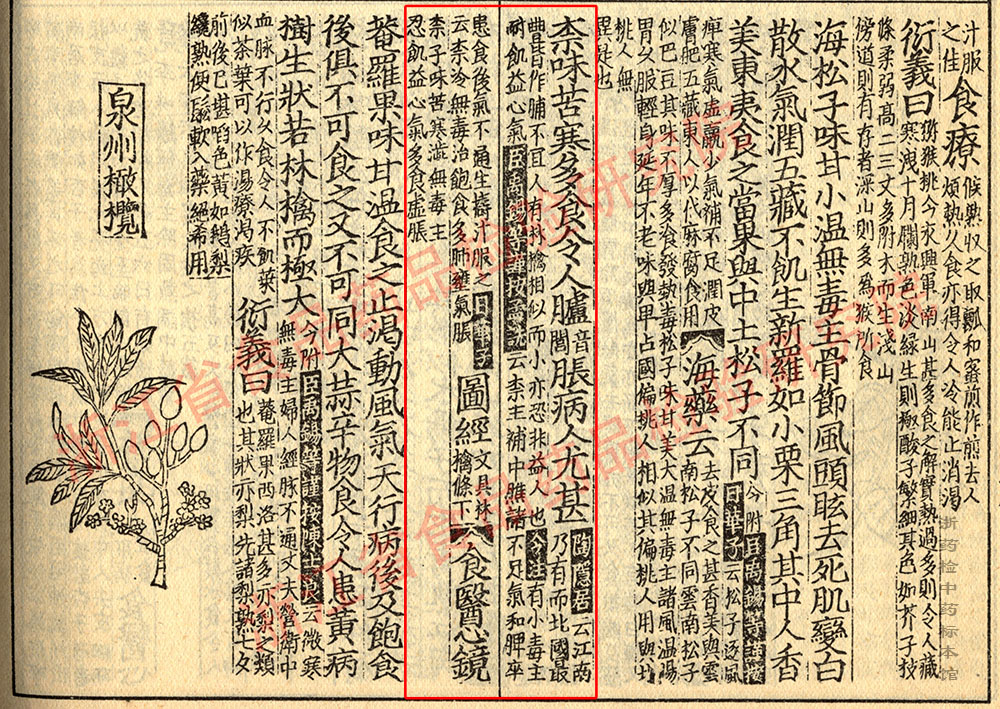 山柰 宋 《证类本草》 资料图