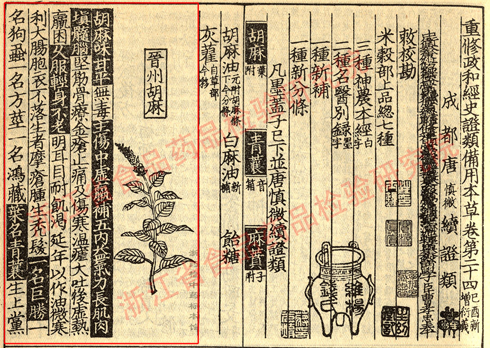 黑芝麻 宋-《证类本草》 资料图