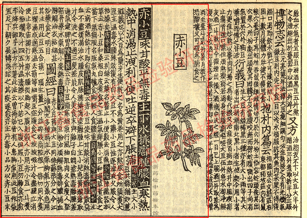 赤小豆 宋 《证类本草》 资料图