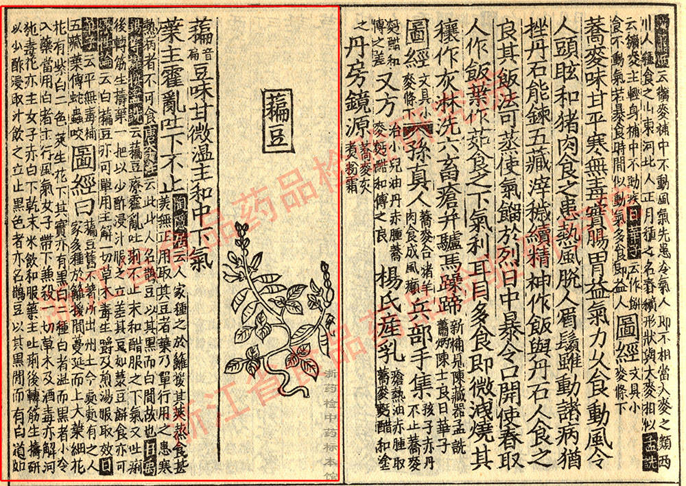 白扁豆 宋-《证类本草》 资料图
