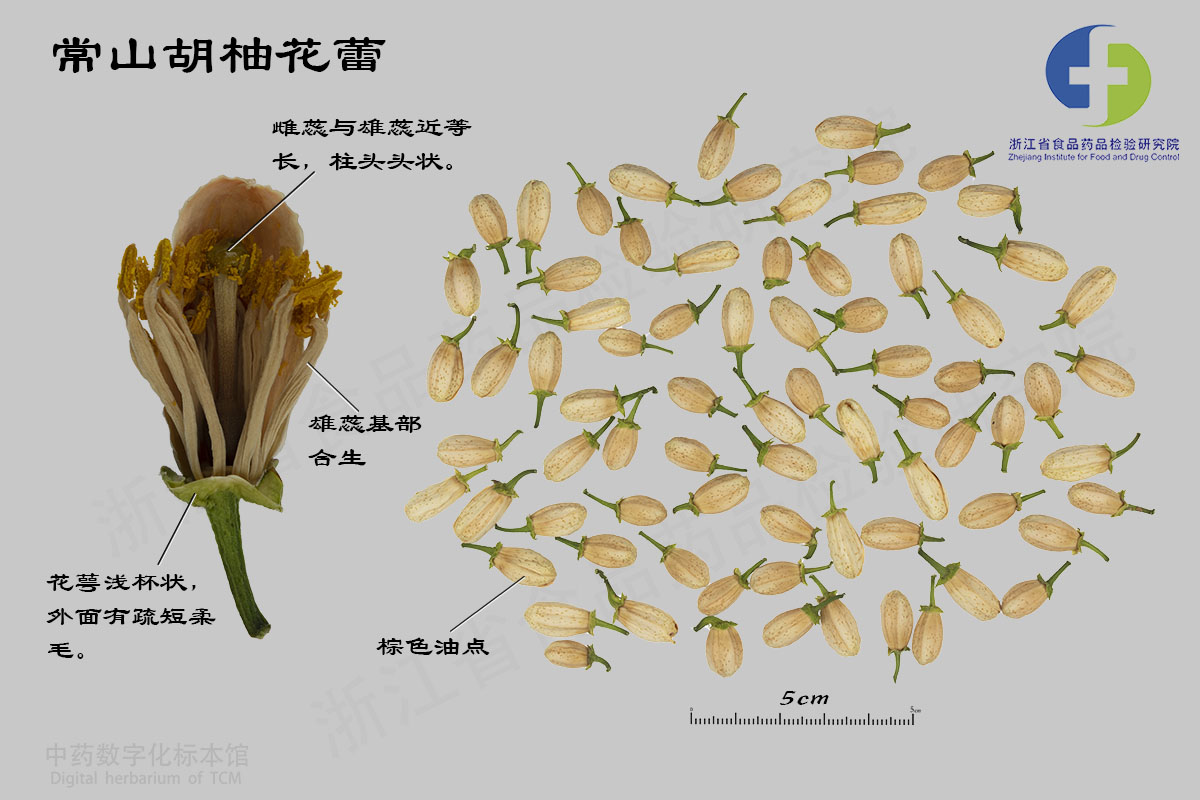 代代花 常山胡柚花蕾 资料图