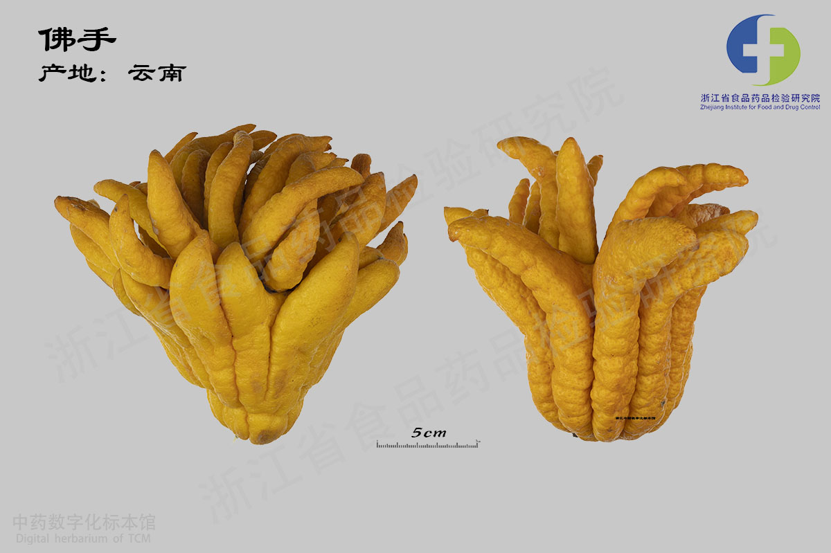 佛手 鲜佛手-不同产地 资料图