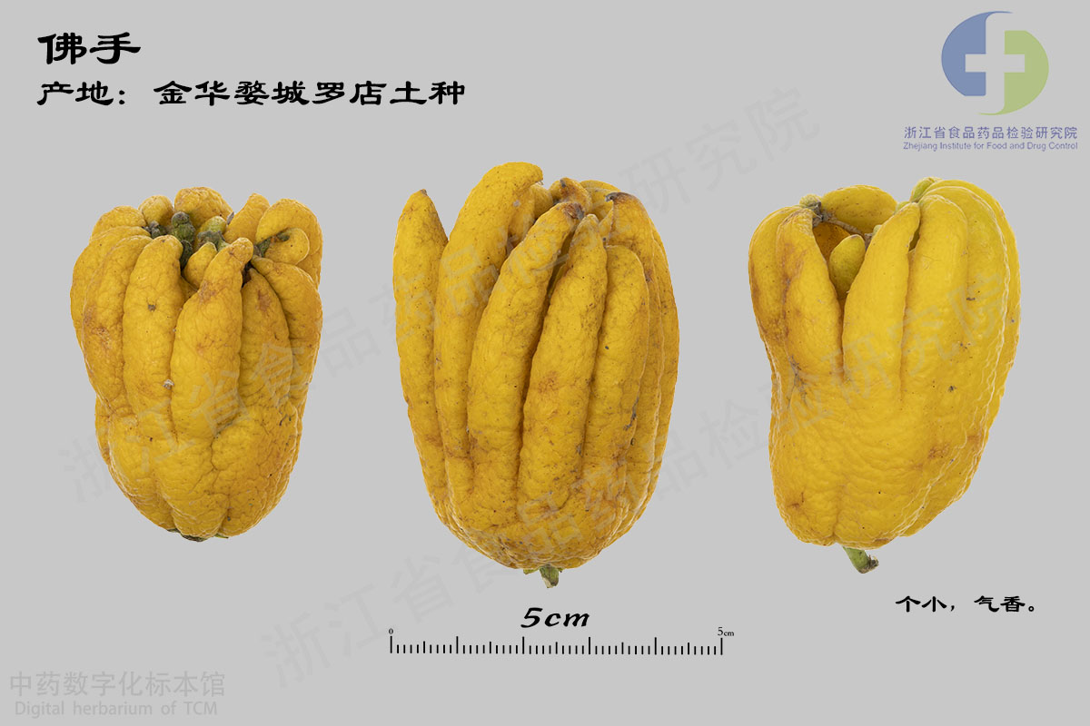佛手 鲜佛手-不同产地 资料图