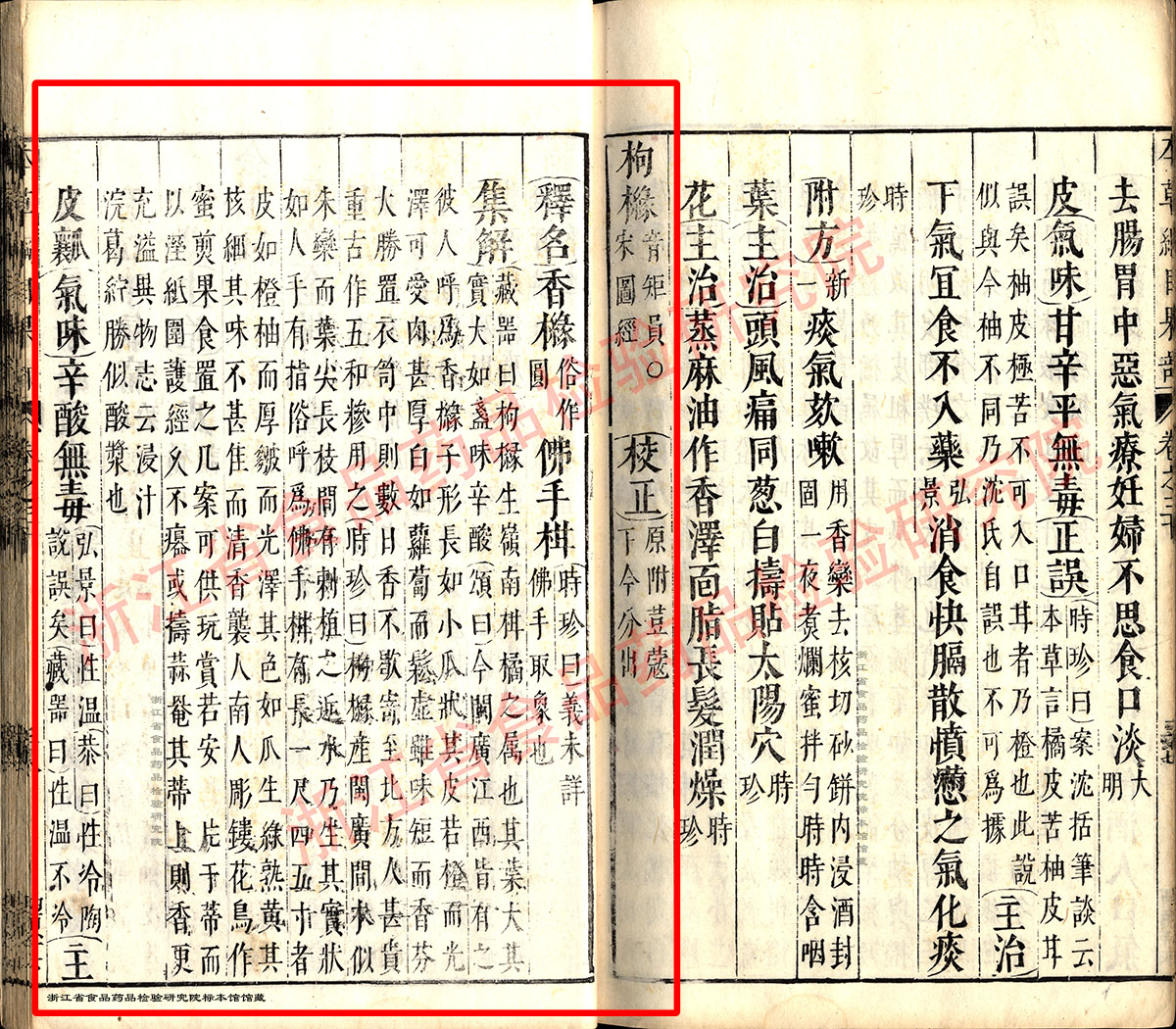 佛手 明 《本草纲目》 资料图