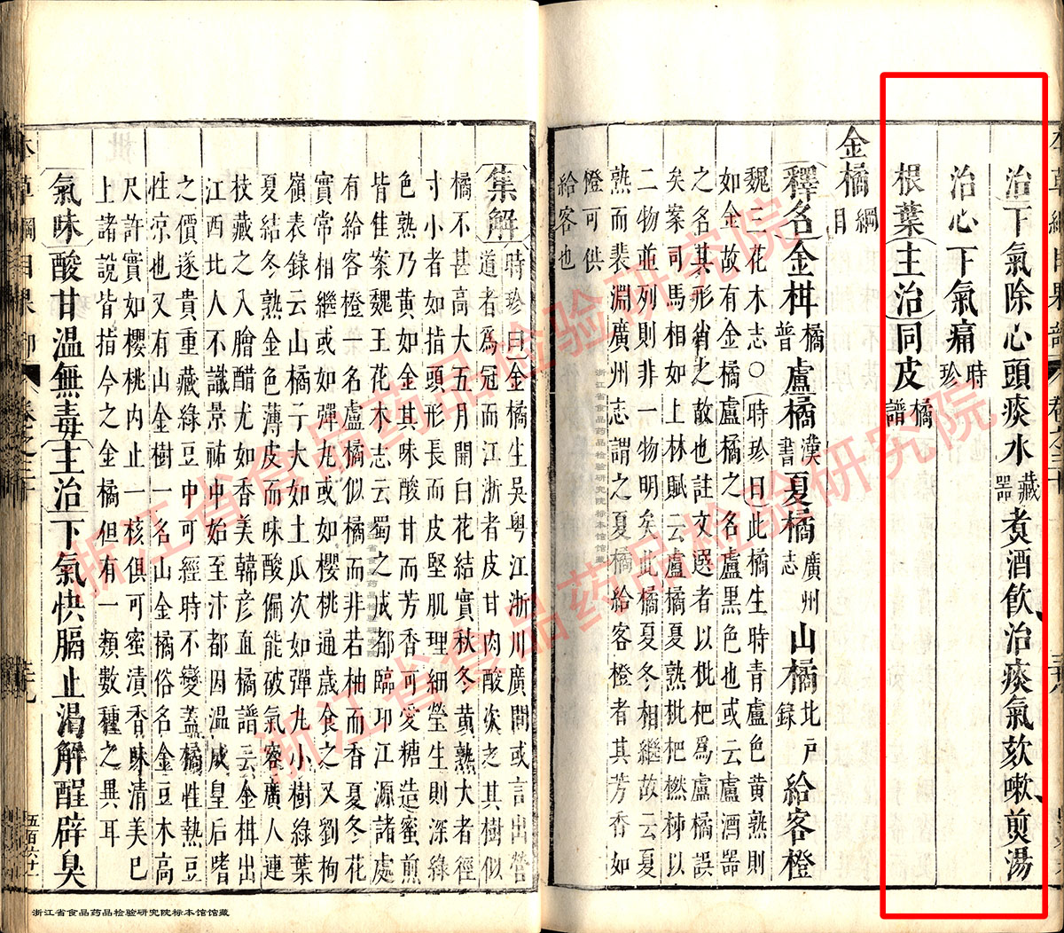 佛手 明 《本草纲目》 资料图