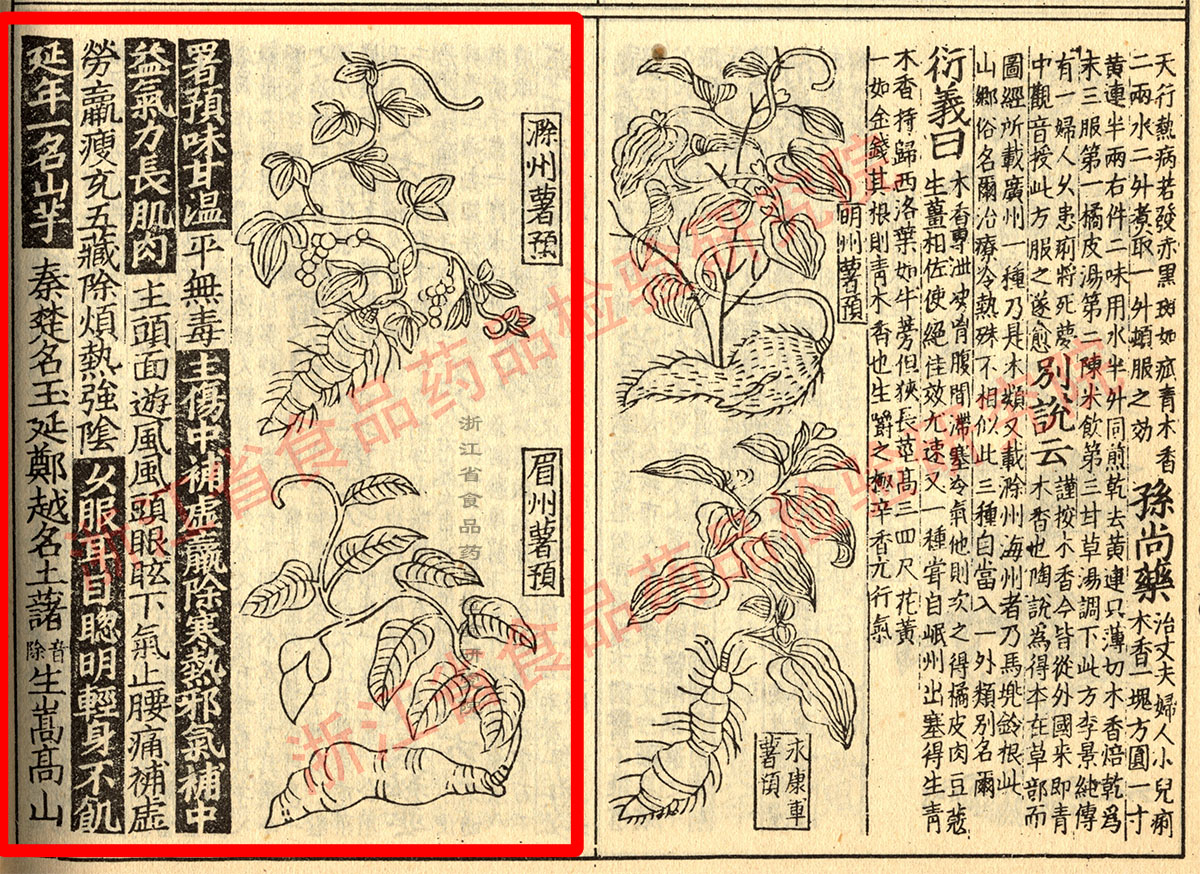 山药 宋 《证类本草》 资料图