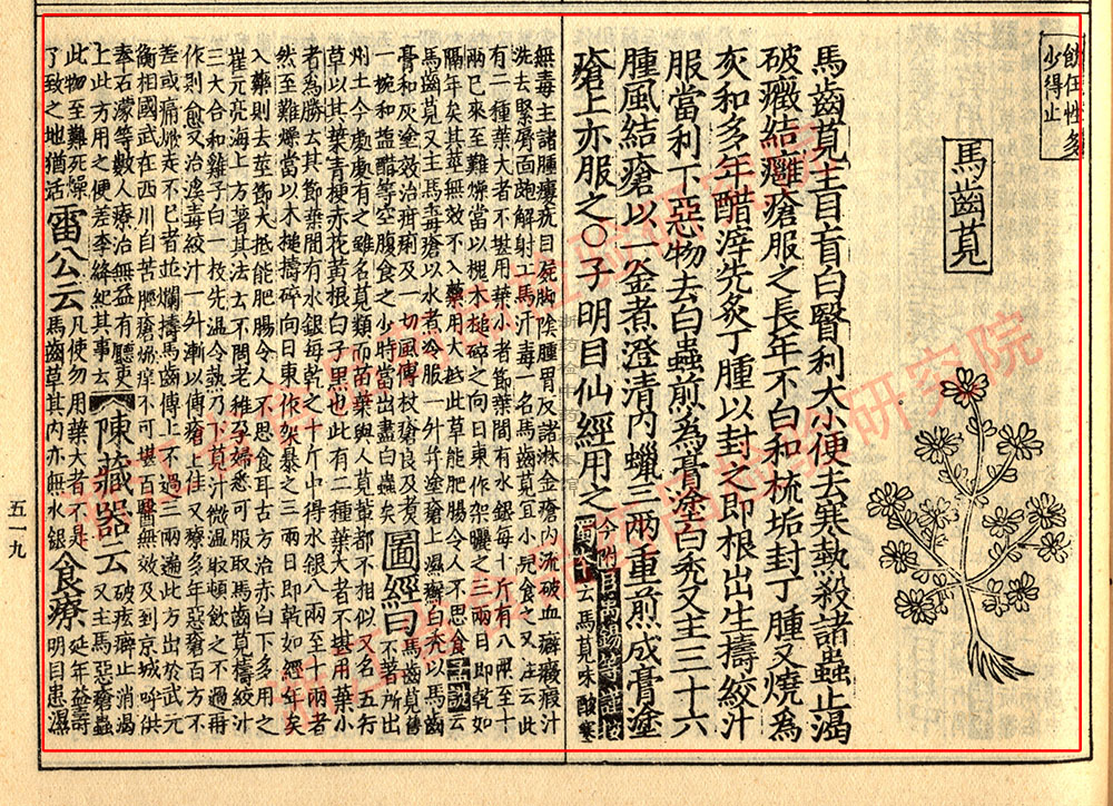 马齿苋 宋-《证类本草》 资料图