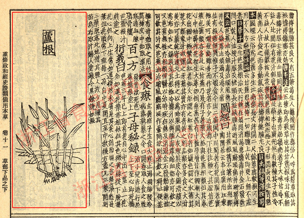 芦根 宋 《证类本草》 资料图