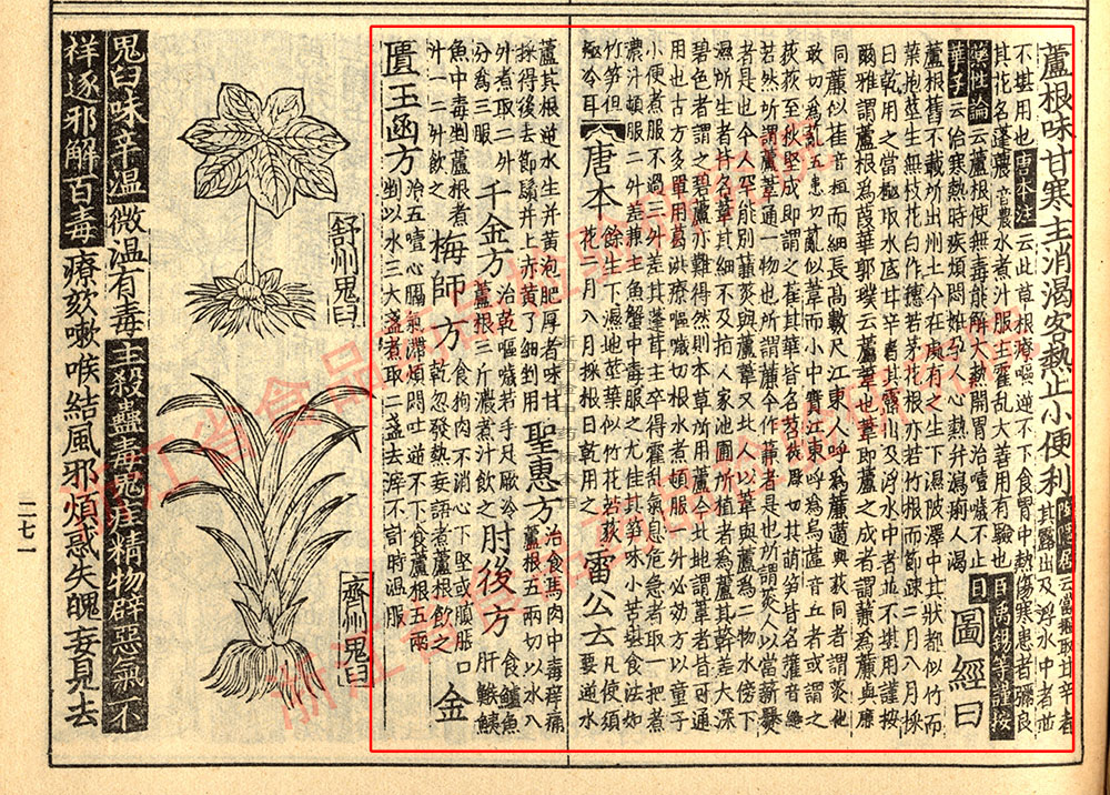 芦根 宋 《证类本草》 资料图