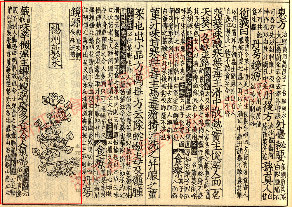 鱼腥草 宋-《证类本草》 资料图