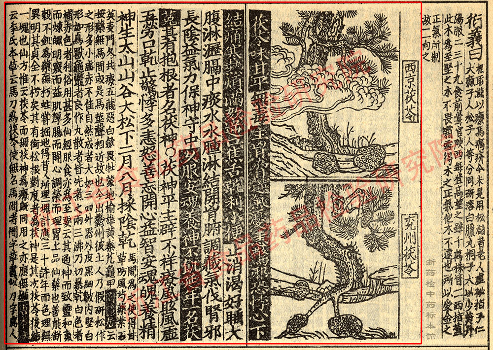 茯苓 宋-《证类本草》 资料图
