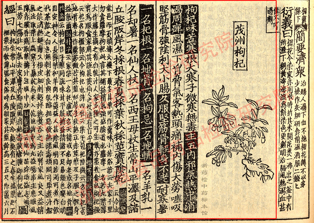 枸杞子 宋-《证类本草》 资料图
