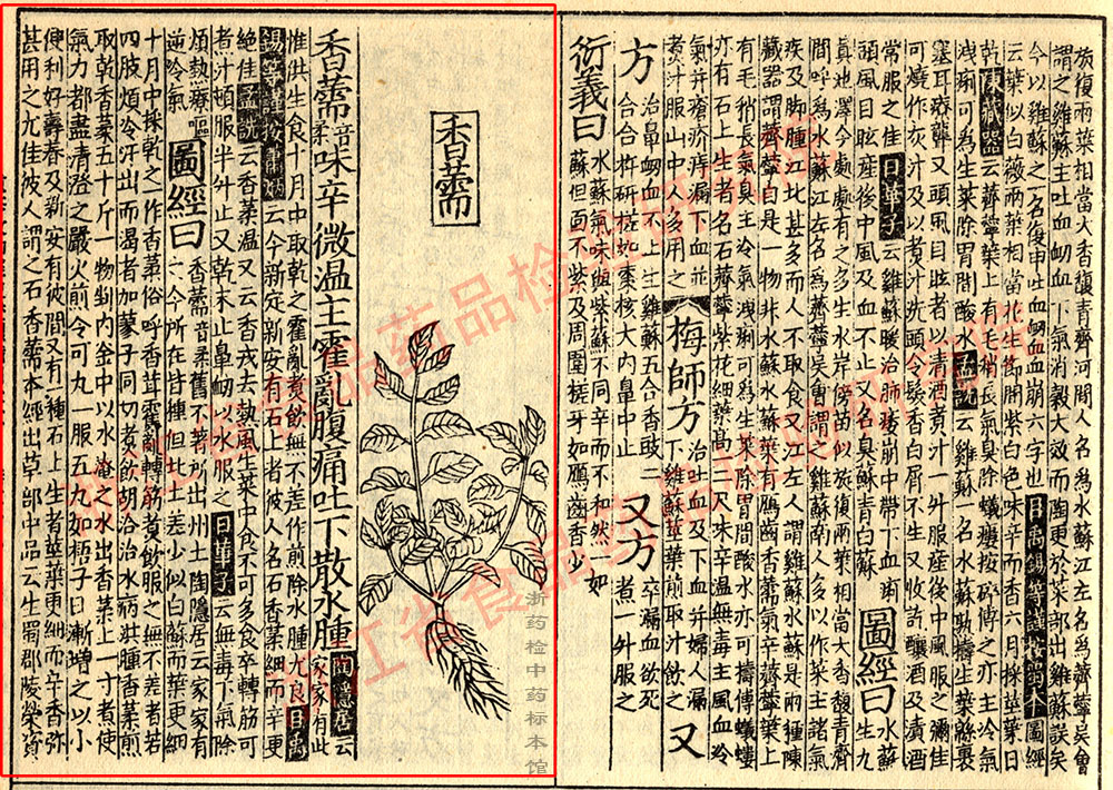 香薷 宋 《证类本草》 资料图