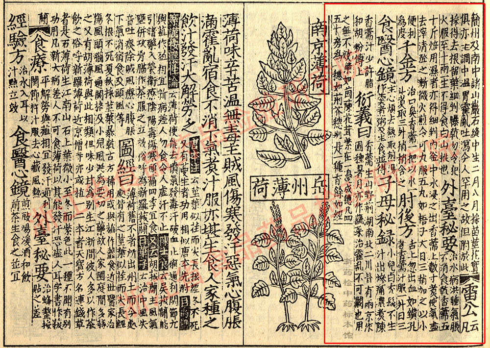 香薷 宋 《证类本草》 资料图