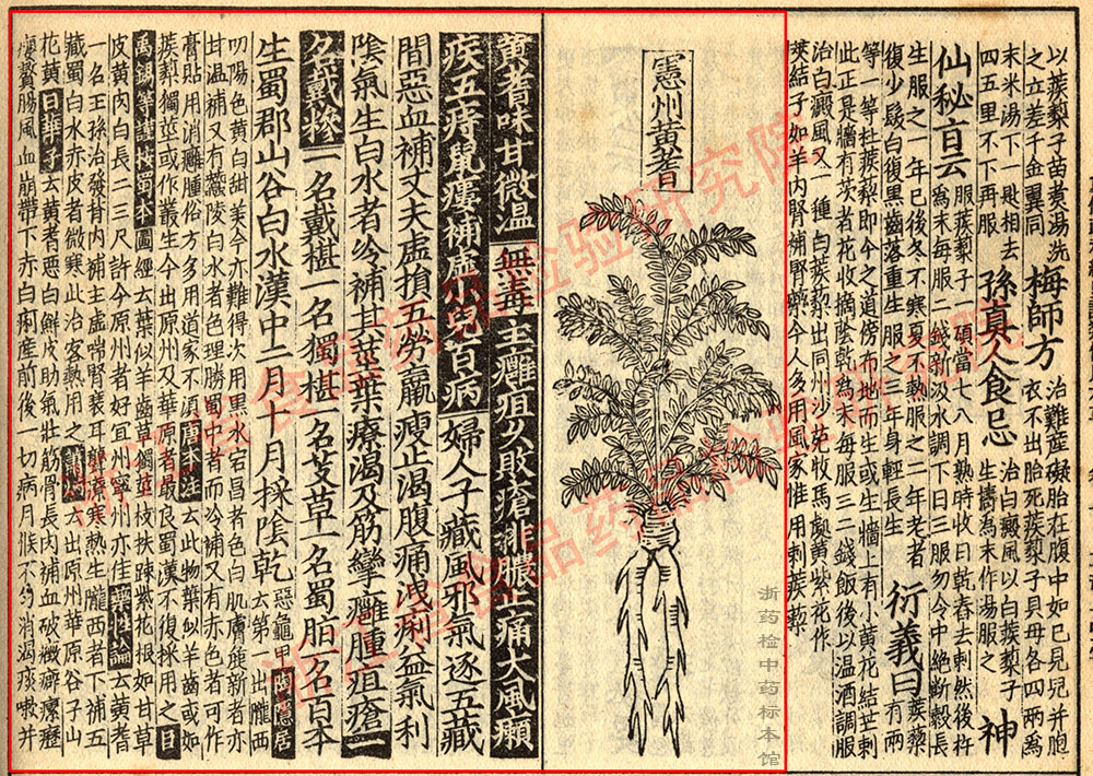 黄芪 宋 《证类本草》 资料图
