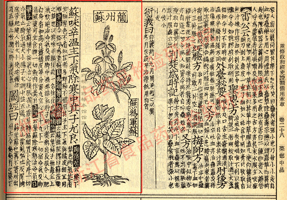 紫苏叶 宋-《证类本草》 资料图