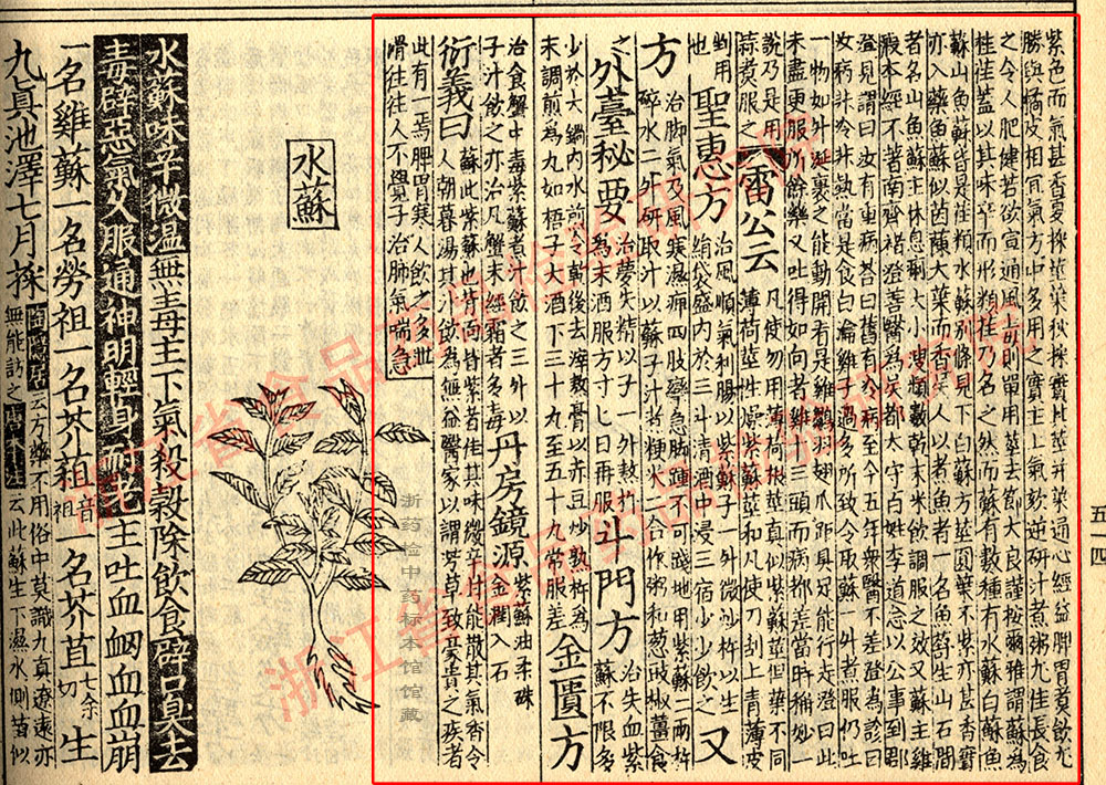 紫苏叶 宋-《证类本草》 资料图