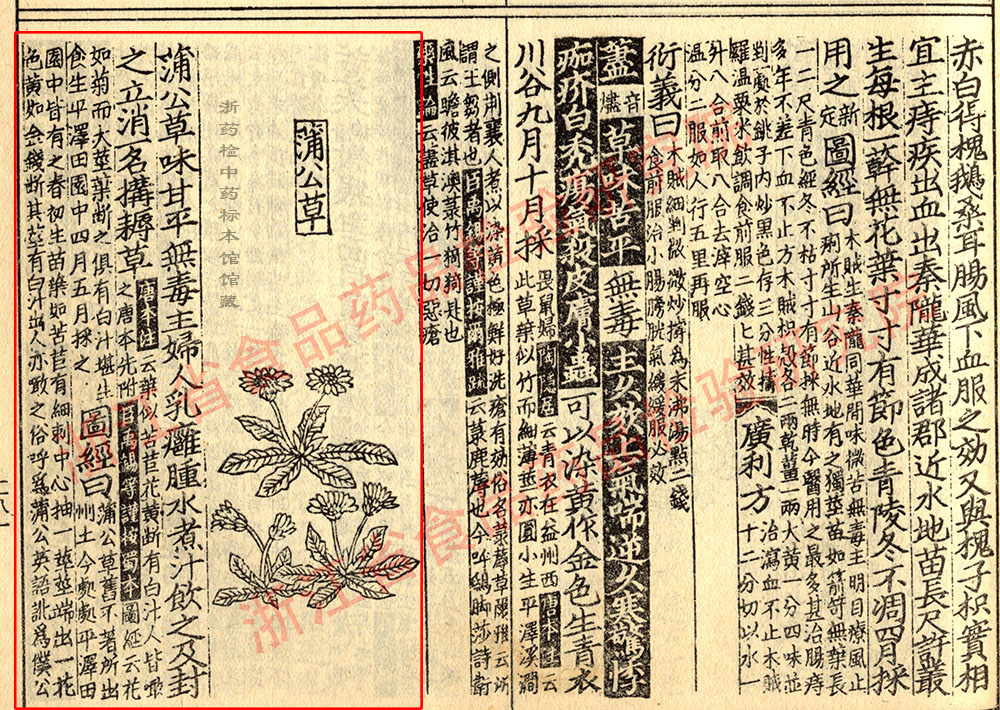 蒲公英 宋-《证类本草》 资料图