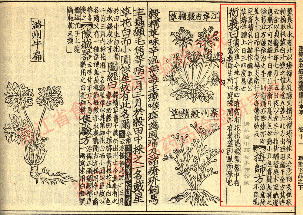 蒲公英 宋-《证类本草》 资料图