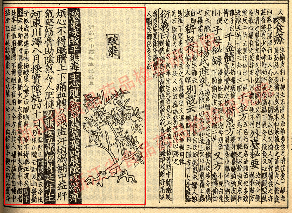 酸枣仁 宋 《证类本草》 资料图