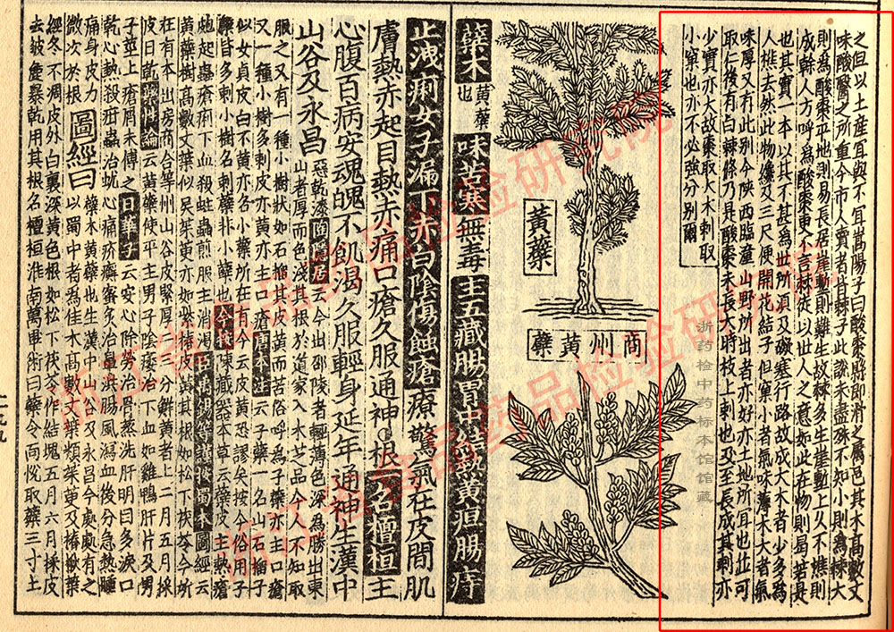 酸枣仁 宋 《证类本草》 资料图