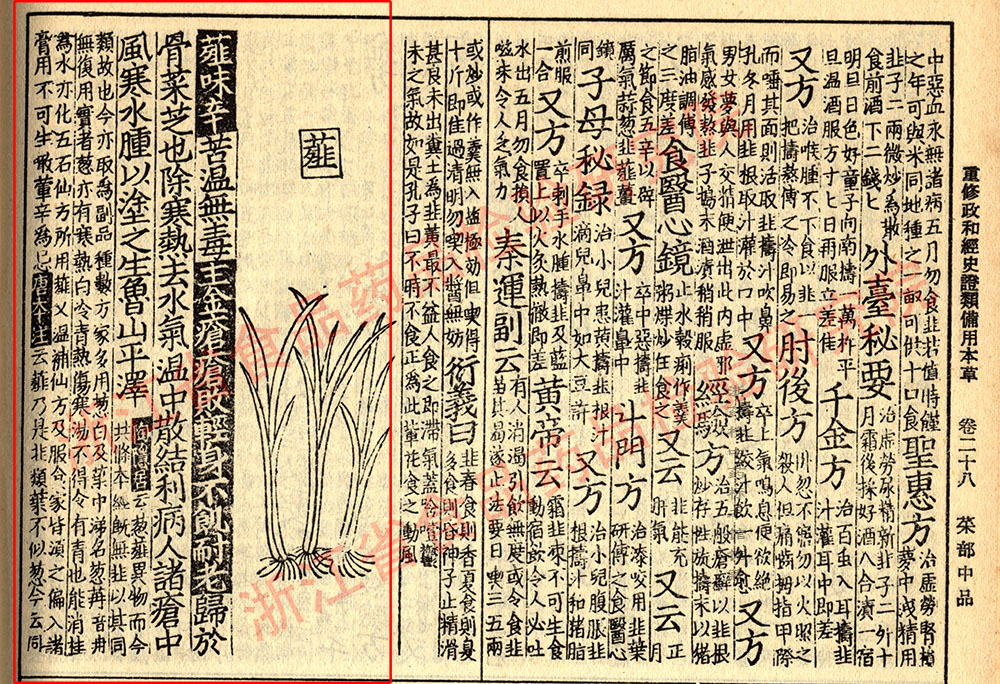 薤白 宋-《证类本草》 资料图
