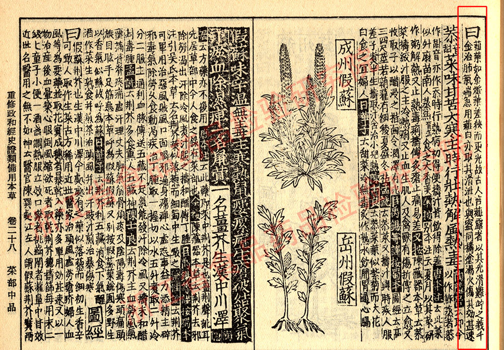 薤白 宋-《证类本草》 资料图