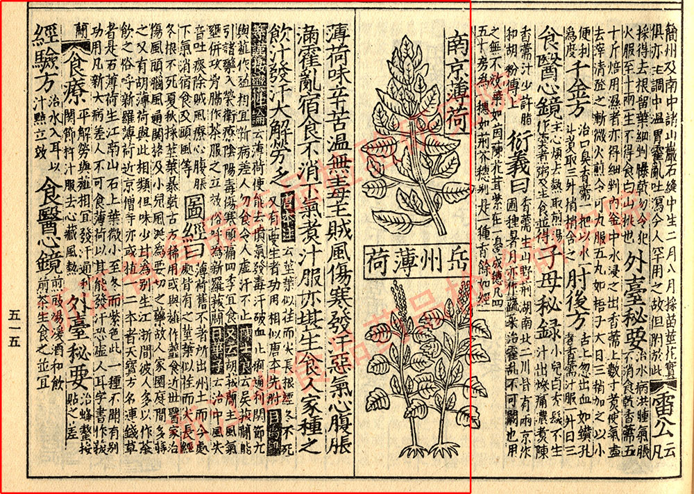 薄荷 宋-《证类本草》 资料图
