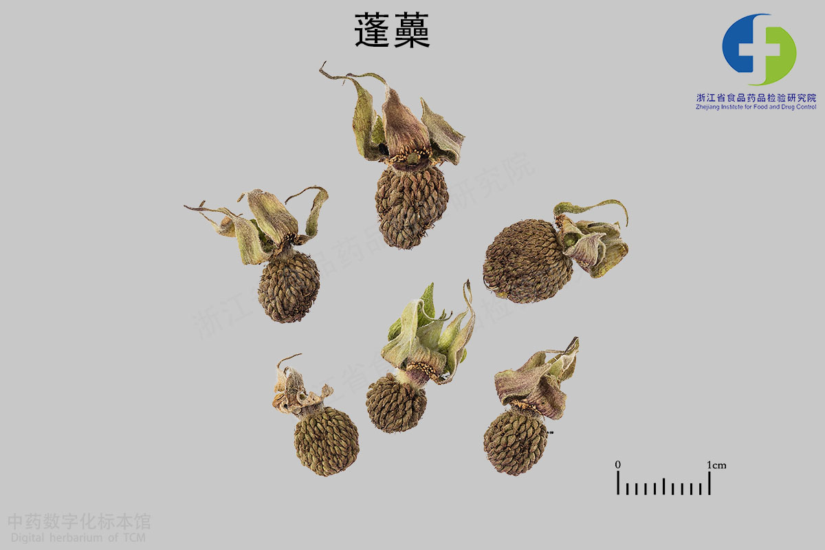 覆盆子 蓬蘽 资料图