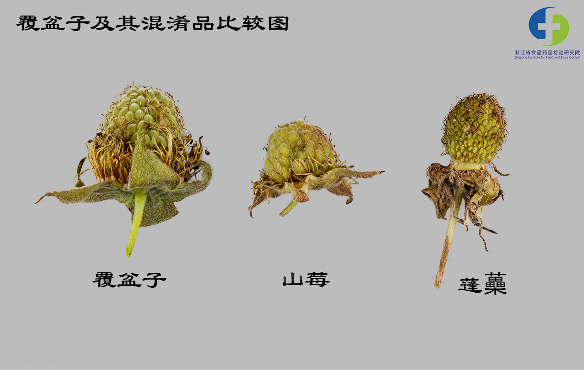 覆盆子 真伪品比较图 资料图