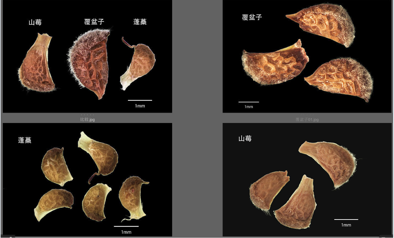 覆盆子 真伪品比较图 资料图
