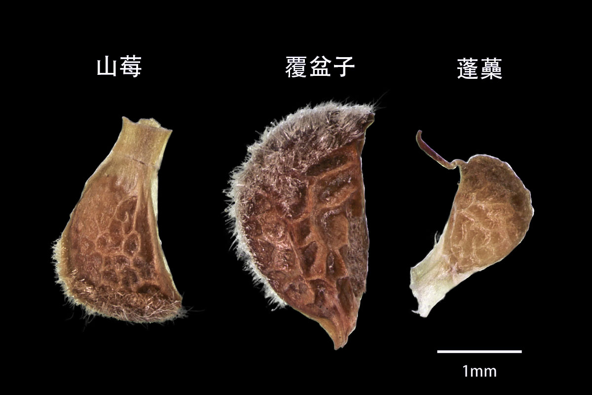 覆盆子 真伪品比较图 资料图