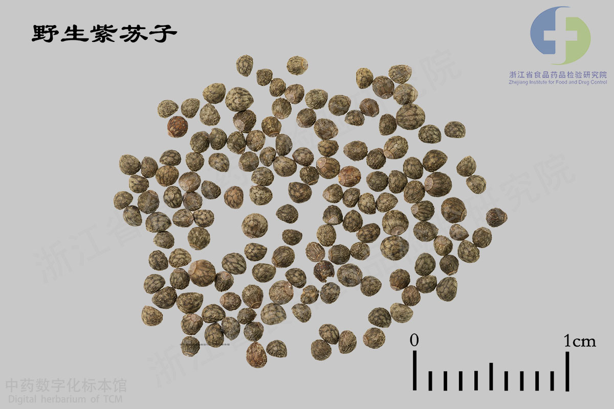 紫苏子 野生紫苏子 资料图