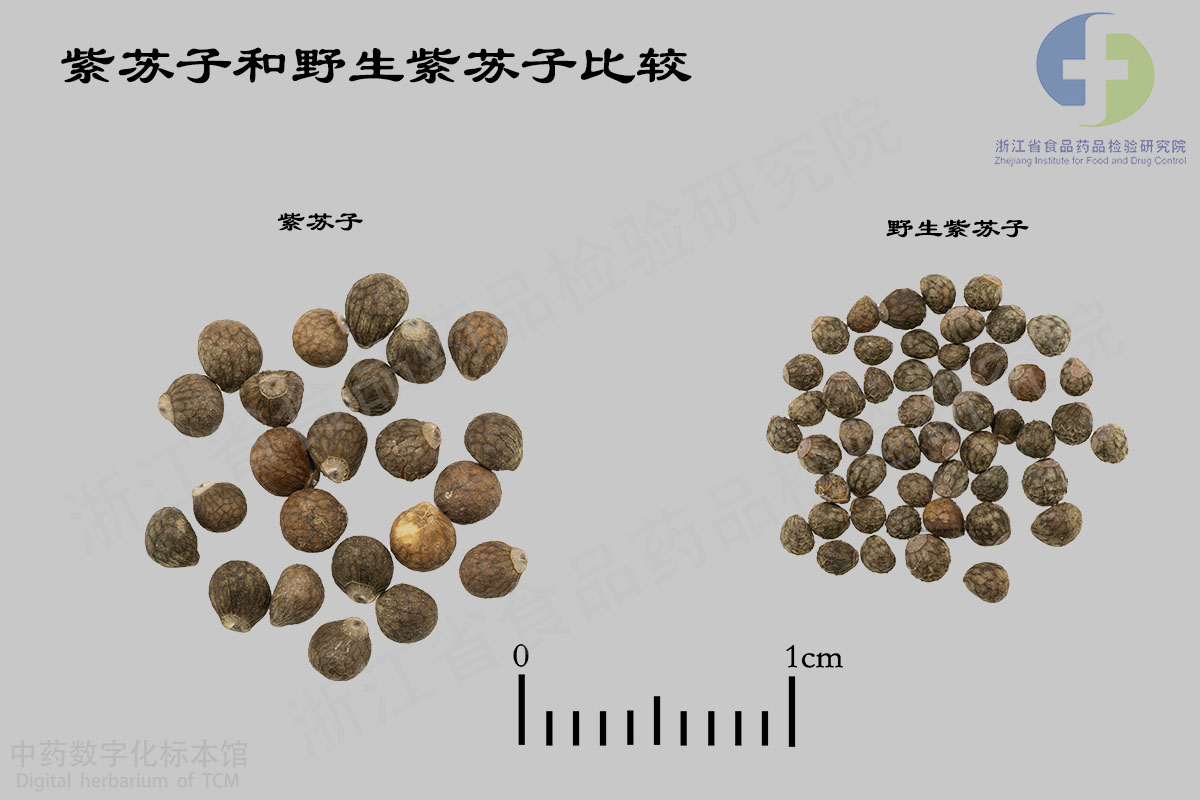紫苏子 野生紫苏子 资料图