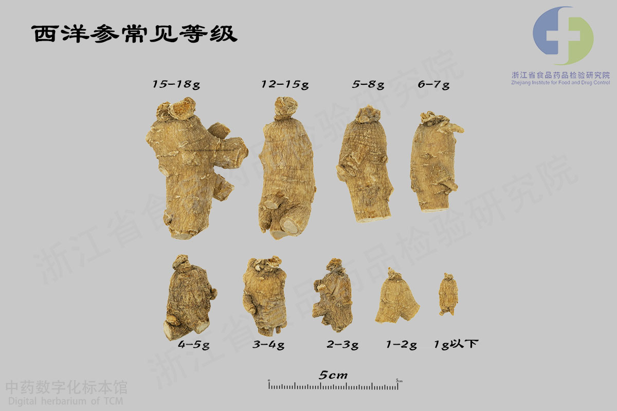 西洋参 常见等级 资料图