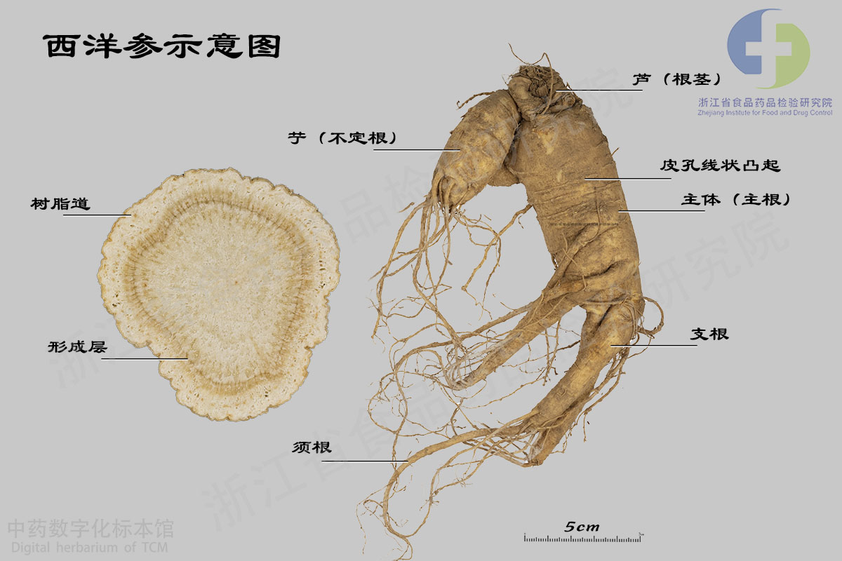 西洋参 西洋参示意图 资料图